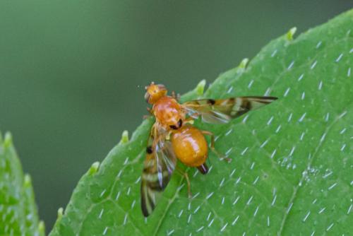 Myoleja lucida